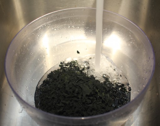 watering dried seaweed